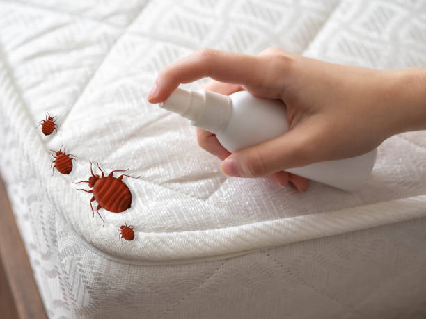 Wasp Removal Services in Gibson City, IL