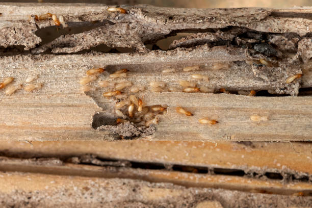Best Pest Control for Homes  in Gibson City, IL